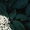 Sambucus canadensis, flowers