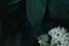 Sambucus canadensis, flowers