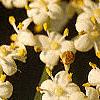 Sambucus canadensis, flowers