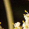 Sambucus canadensis, flowers
