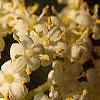 Sambucus canadensis, flowers