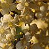 Sambucus canadensis, flowers