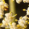Sambucus canadensis, flowers