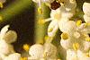 Sambucus canadensis, flowers