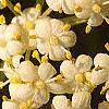 Sambucus canadensis, flowers