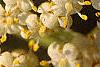 Sambucus canadensis, flowers