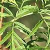 Sambucus canadensis 'Actutiloba', leaves