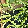 Sambucus canadensis 'Actutiloba', leaves