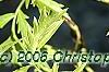 Sambucus canadensis 'Actutiloba', leaves