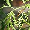 Sambucus canadensis 'Actutiloba', leaves