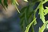 Sambucus canadensis 'Actutiloba', leaves