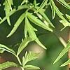 Sambucus canadensis 'Actutiloba', leaves
