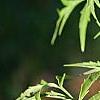 Sambucus canadensis 'Actutiloba', leaves
