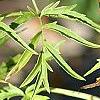 Sambucus canadensis 'Actutiloba', leaves
