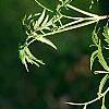 Sambucus canadensis 'Actutiloba', leaves