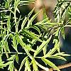 Sambucus canadensis 'Actutiloba', leaves