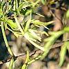 Sambucus canadensis 'Actutiloba', leaves