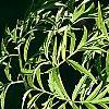 Sambucus canadensis 'Actutiloba', leaves
