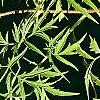 Sambucus canadensis 'Actutiloba', leaves