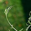 Sambucus canadensis 'Actutiloba', leaves