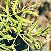 Sambucus canadensis 'Actutiloba', leaves