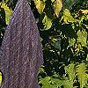 Sambucus canadensis 'Sutherland Gold', leaves