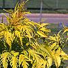 Sambucus canadensis 'Sutherland Gold', leaves
