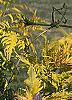 Sambucus canadensis 'Sutherland Gold', leaves