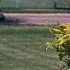 Sambucus canadensis 'Sutherland Gold', leaves