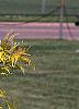 Sambucus canadensis 'Sutherland Gold', leaves