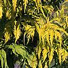 Sambucus canadensis 'Sutherland Gold', leaves