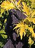 Sambucus canadensis 'Sutherland Gold', leaves