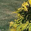 Sambucus canadensis 'Sutherland Gold', leaves