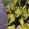 Sambucus canadensis 'Sutherland Gold', leaves