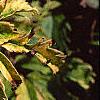 Sambucus canadensis 'Sutherland Gold', leaves