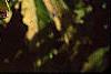 Sambucus canadensis 'Sutherland Gold', leaves