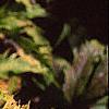 Sambucus canadensis 'Sutherland Gold', leaves