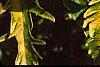 Sambucus canadensis 'Sutherland Gold', leaves