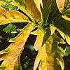 Sambucus canadensis 'Sutherland Gold', leaves