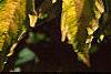 Sambucus canadensis 'Sutherland Gold', leaves