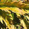 Sambucus canadensis 'Sutherland Gold', leaves