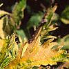 Sambucus canadensis 'Sutherland Gold', leaves
