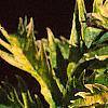 Sambucus canadensis 'Sutherland Gold', leaves