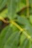 Sambucus caerulea, leaves