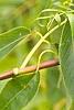 Sambucus caerulea, leaves