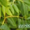 Sambucus caerulea, leaves