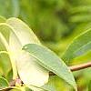 Sambucus caerulea, leaves
