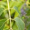 Sambucus caerulea, leaves