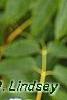 Sambucus caerulea, leaves