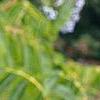 Sambucus caerulea, fruit